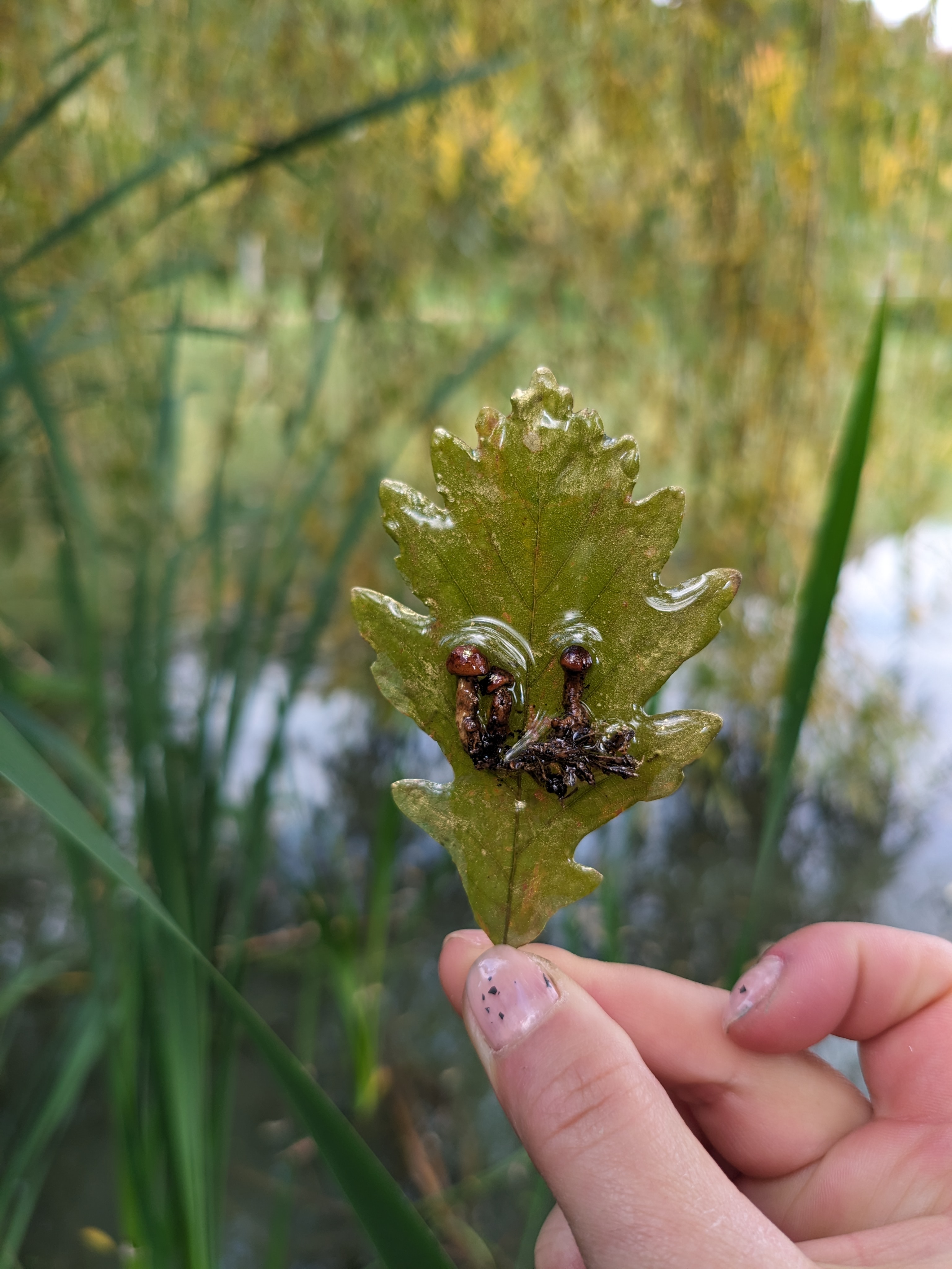 A descriptive alt text for the image